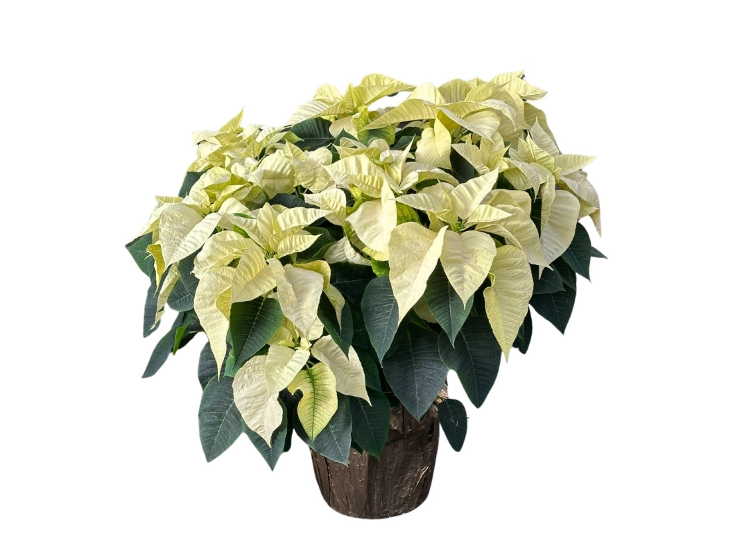 Poinsettia 10"