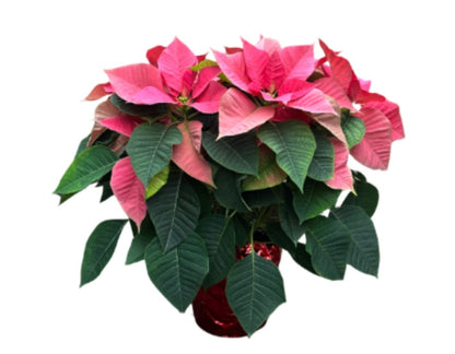 Poinsettia 6"