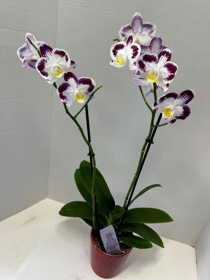 Phalaenopsis orchids