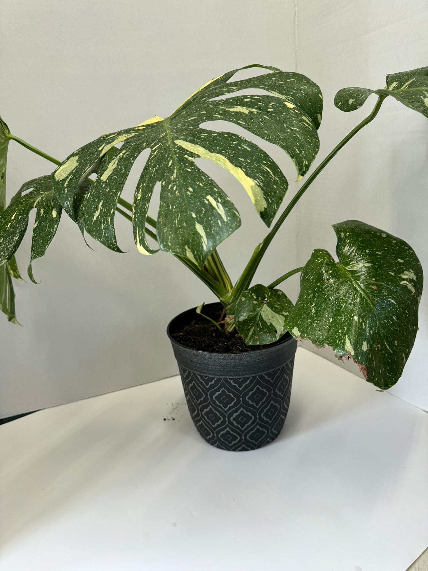 thai constellation monstera plant