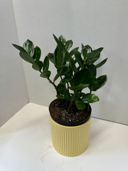 Zamioculcas zamiofolia