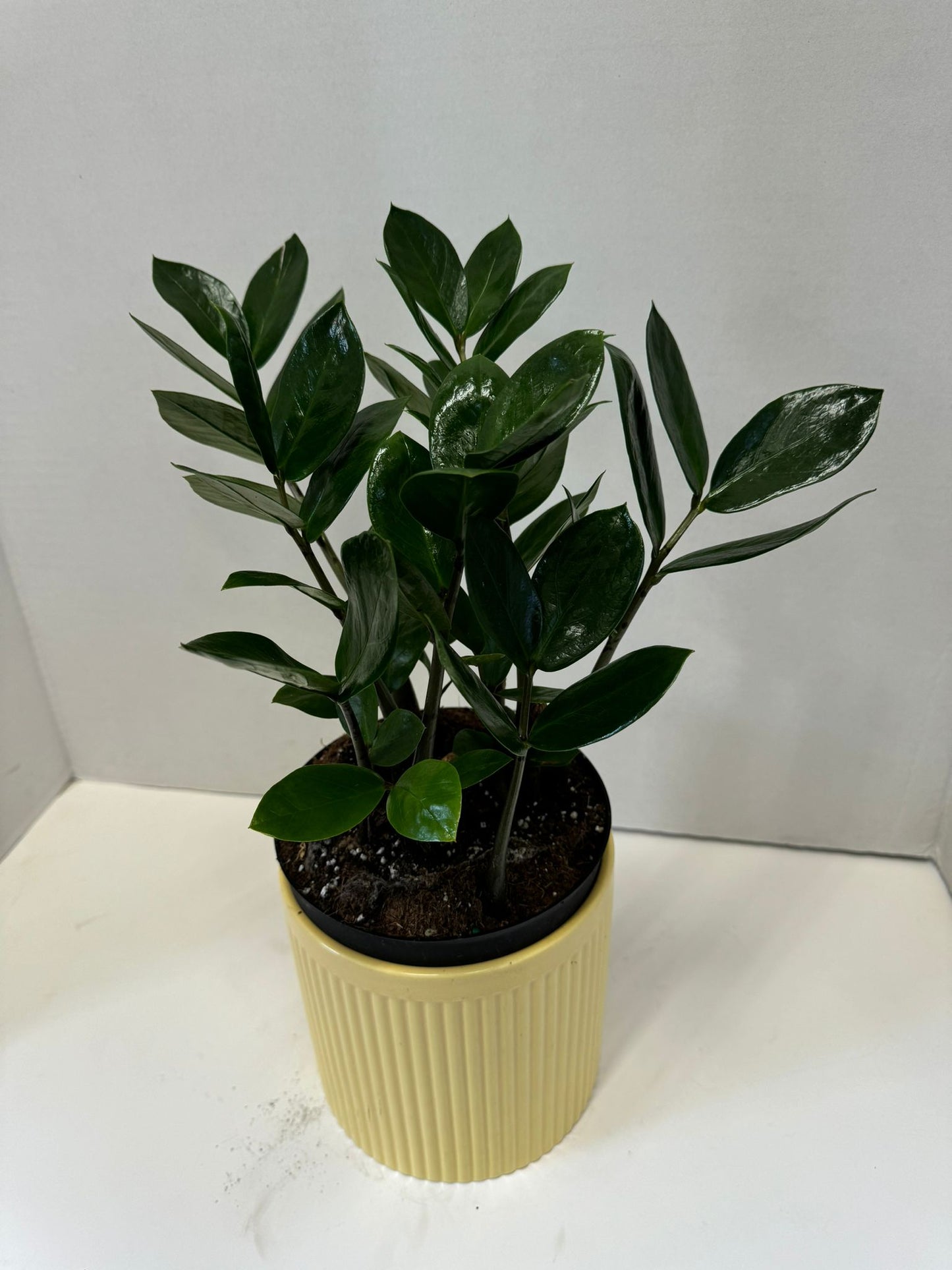 Zamioculcas zamiofolia