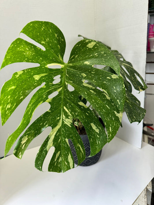 thai constellation monstera plant