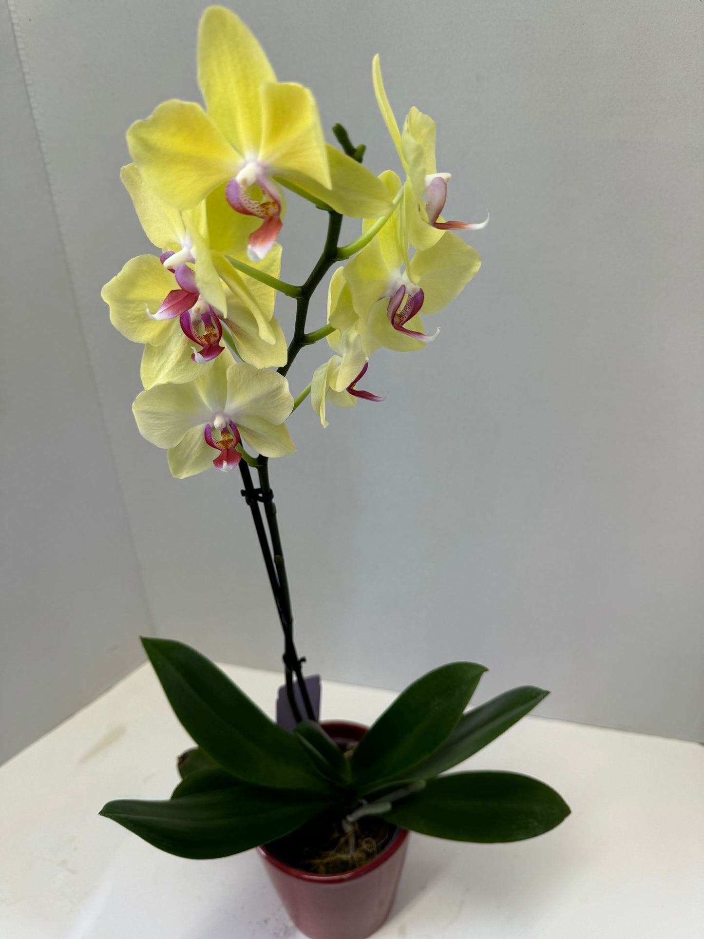 Phalaenopsis orchids