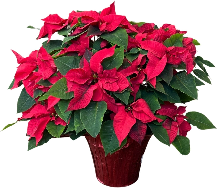 Poinsettia 10"