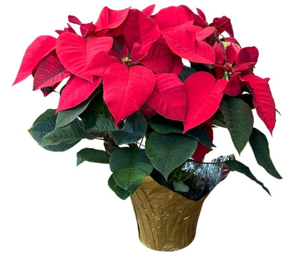 Poinsettia 6"