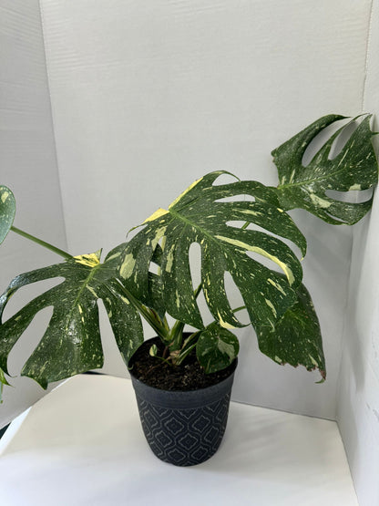 thai constellation monstera plant