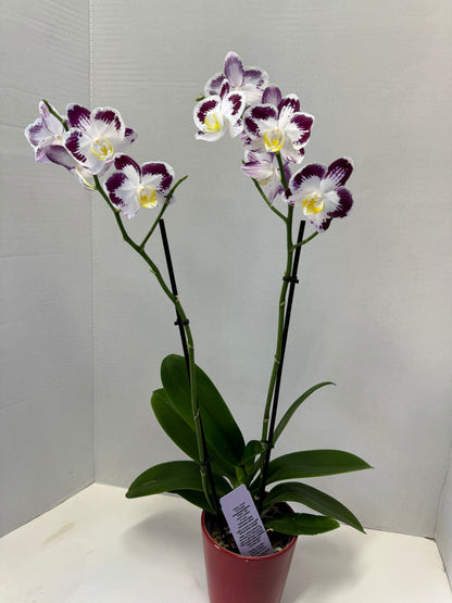 Phalaenopsis orchids