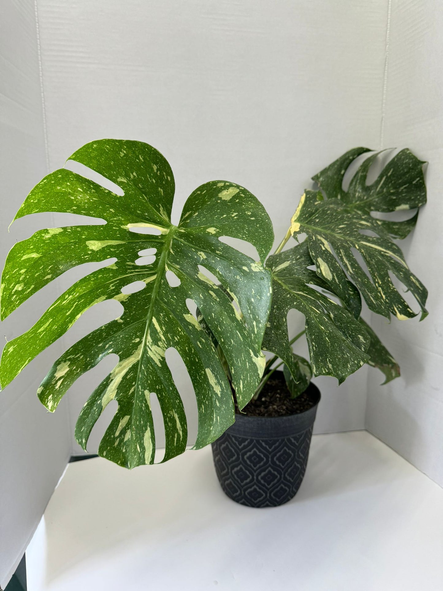 thai constellation monstera plant