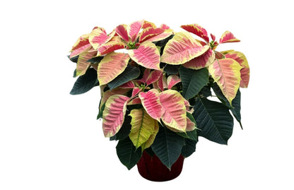 Poinsettia 6"