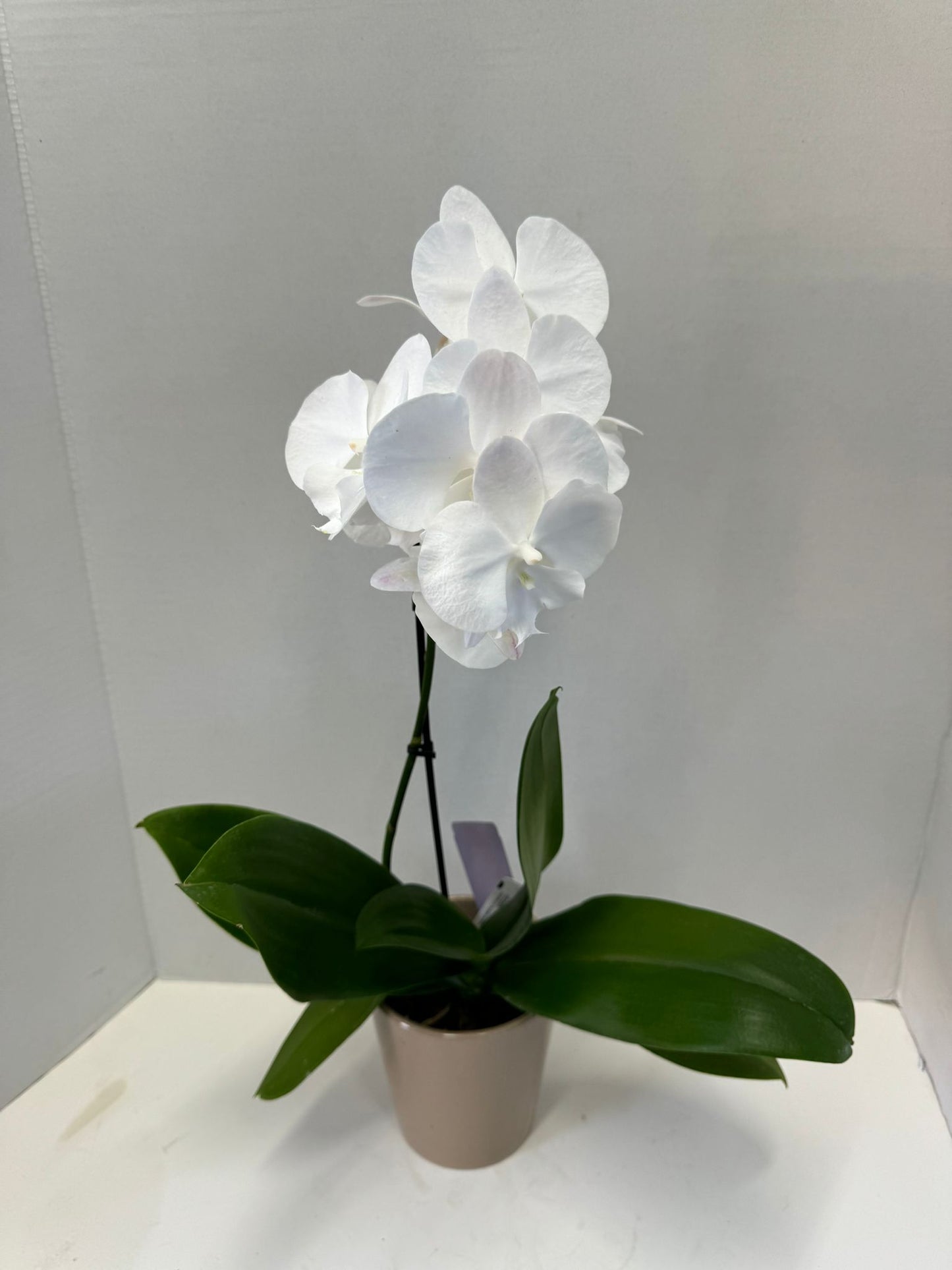 Phalaenopsis orchids